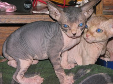 sphynx, sphinx, sphynx cats, sphynx kittens, sphynx breeders