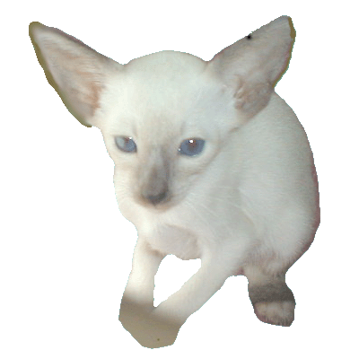 sphynx cat breeders,sphinx cat breeders, sphynx kittens, sphynx cats, sphynx breeders