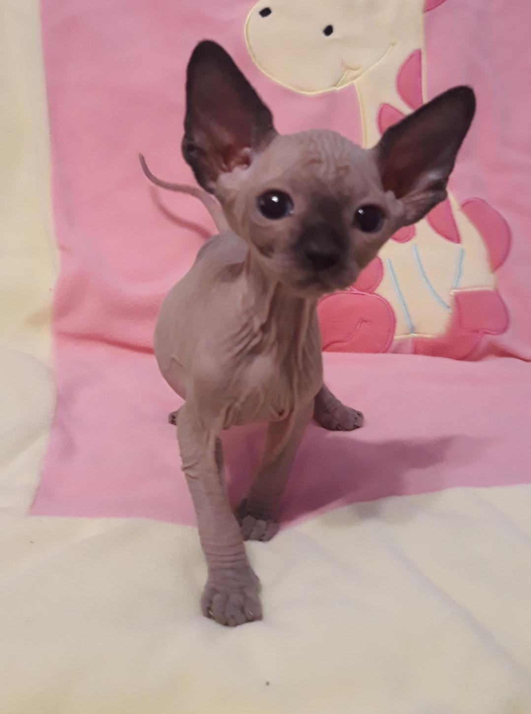 Sphynx Kitten For Sale In Ohio