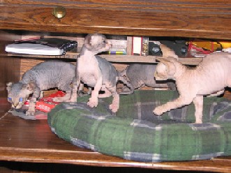 sphynx kittens, sphinx kittens, sphynx, sphinx, sphynx cats