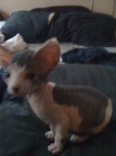 sphynx cats,sphynx kittens,sphynx breeders,sphynx