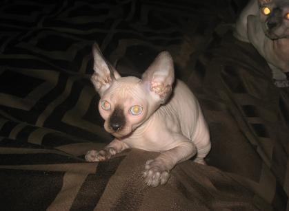 sphynx kittens, sphinx kittens, sphynx, sphinx, sphynx cats