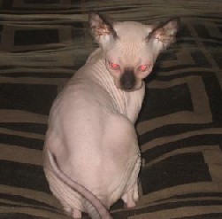 sphynx cats,sphynx kittens,sphynx breeders,sphynx
