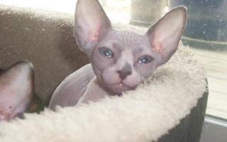 sphynx cats,sphynx kittens,sphynx breeders,sphynx